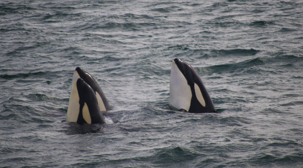 whales at Breiðafjörður