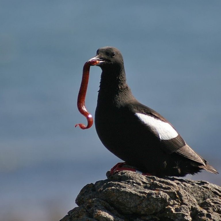 fuglalif-i-breidafirdi-2_sigurj-n-einarsson-2-