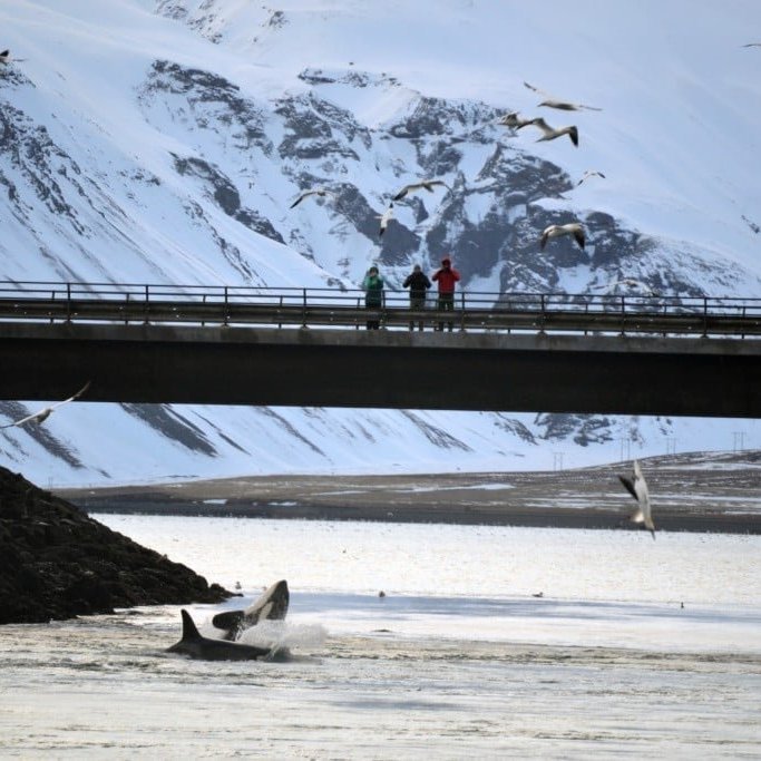 kolgrafafj-rdur-bridge