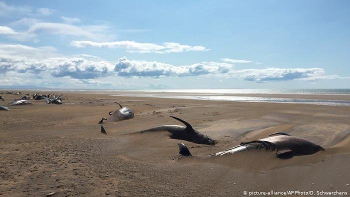 Picture owned by D. Schwarzhans